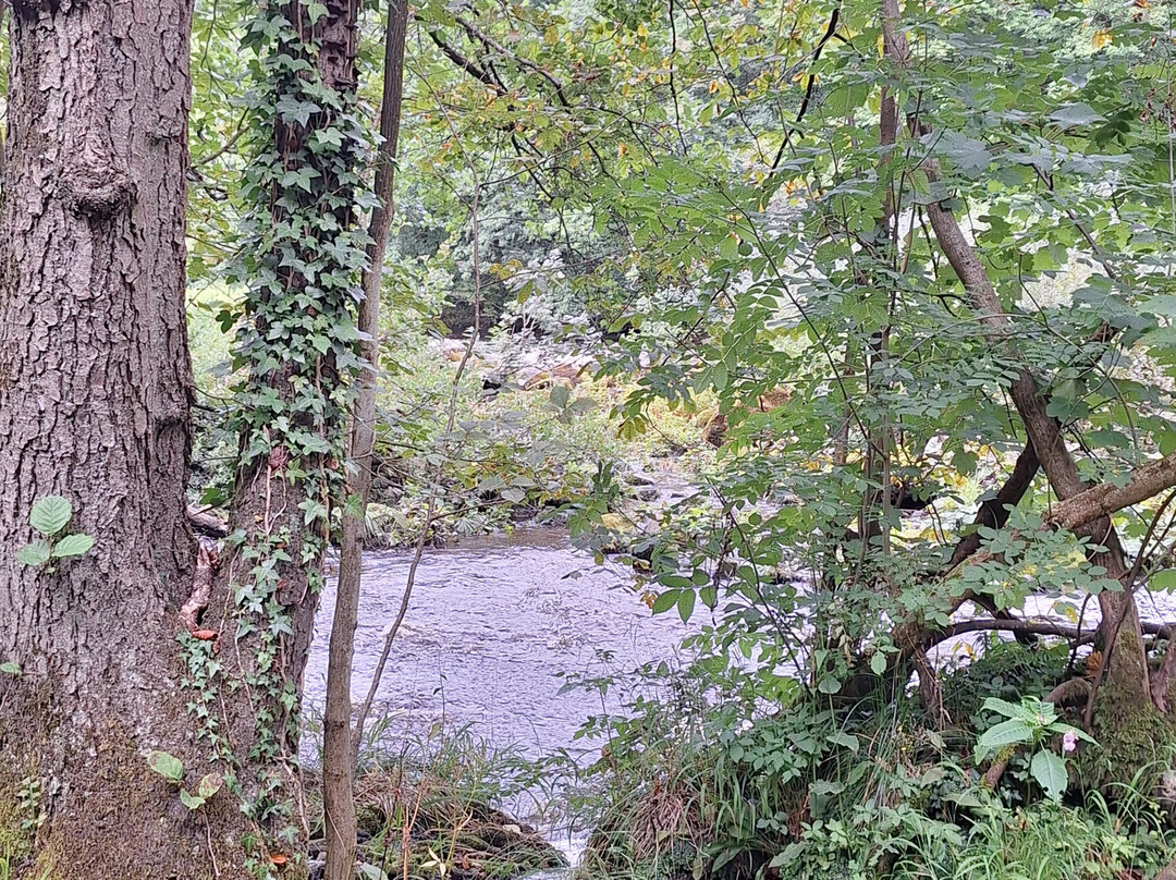 Hackfall Wood-里彭必去景点
