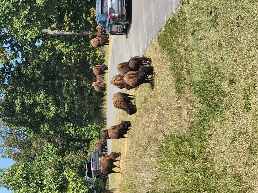 The Elk and Bison Prairie-Golden Pond必去景点