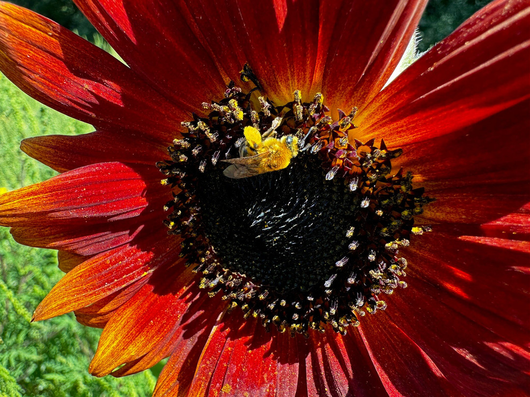 Sussex County Sunflower Maze景点图片
