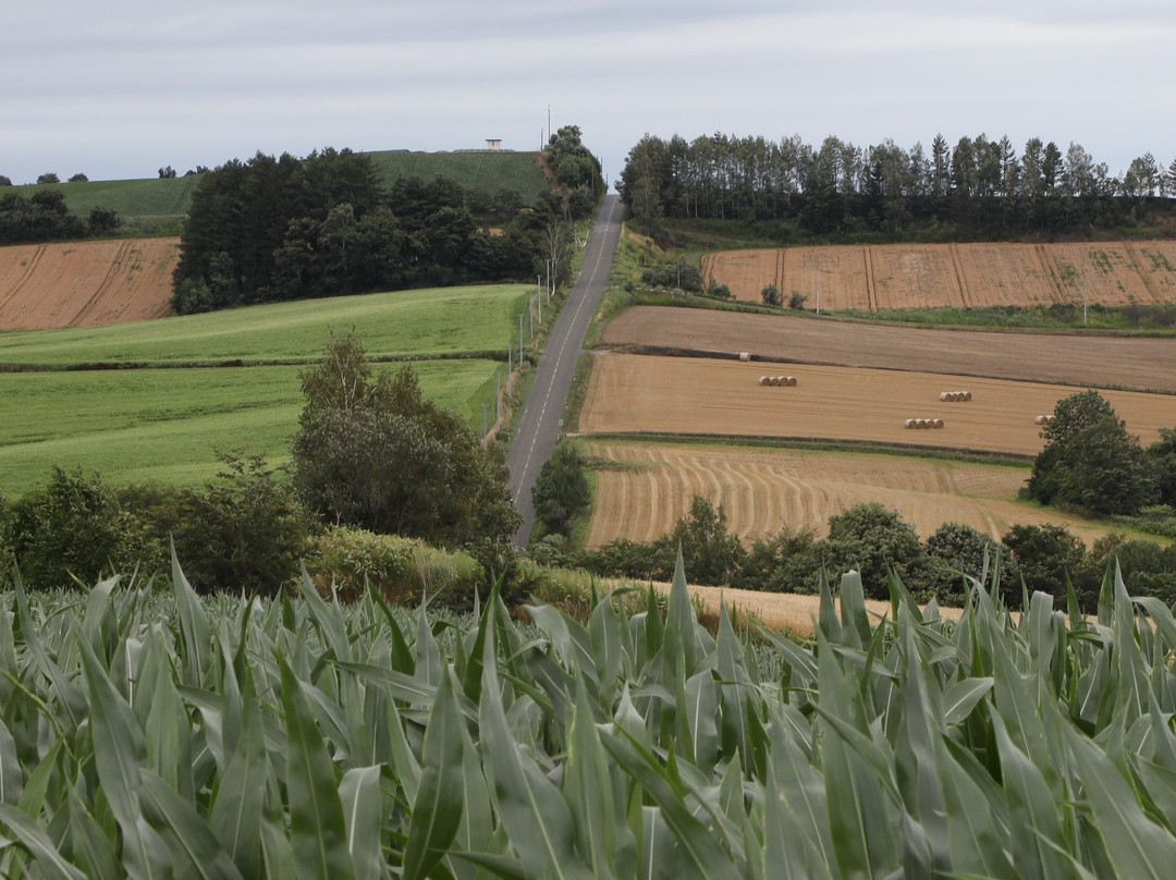 Roller Coaster Road-上富良野町必去景点