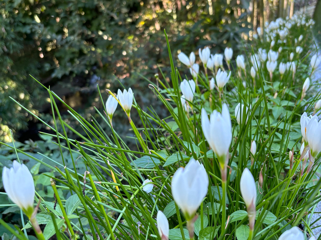Sukhumi Botanical Garden-Sukhumi必去景点