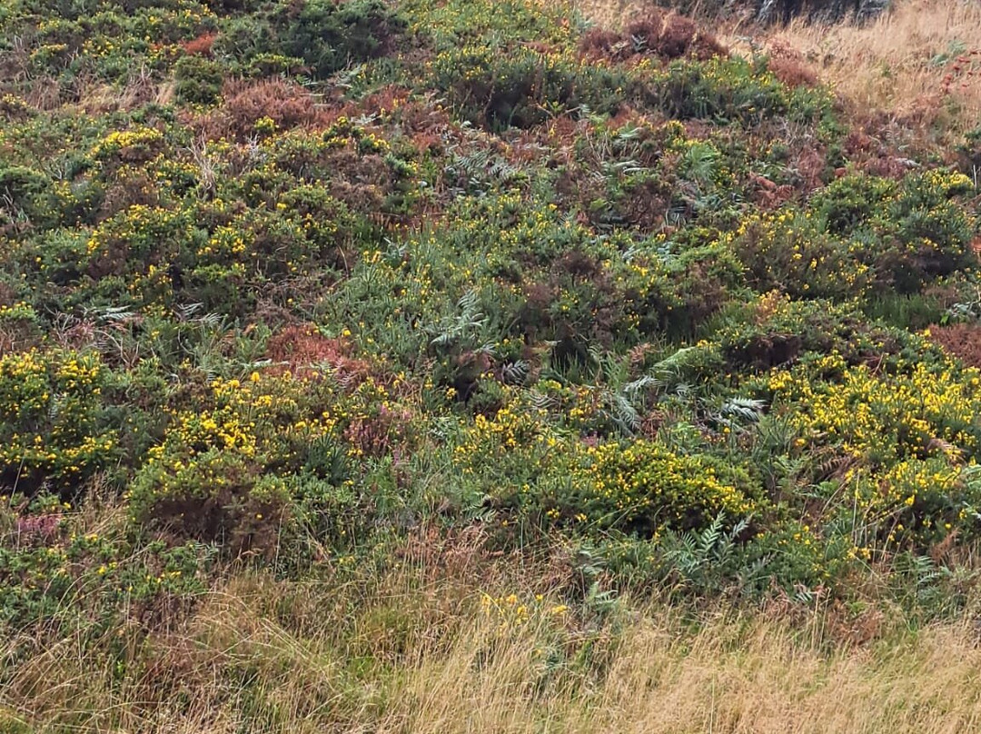 Gilfach Nature Reserve景点图片