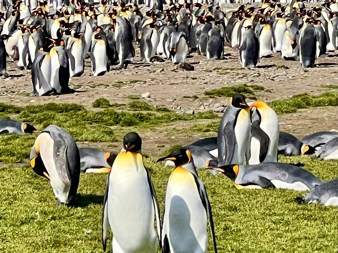 South Georgia Museum-Grytviken必去景点