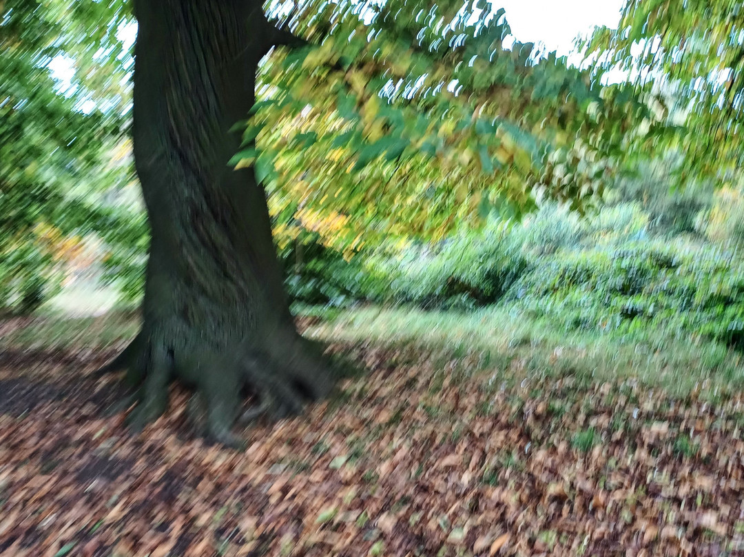 Warley Woods景点图片
