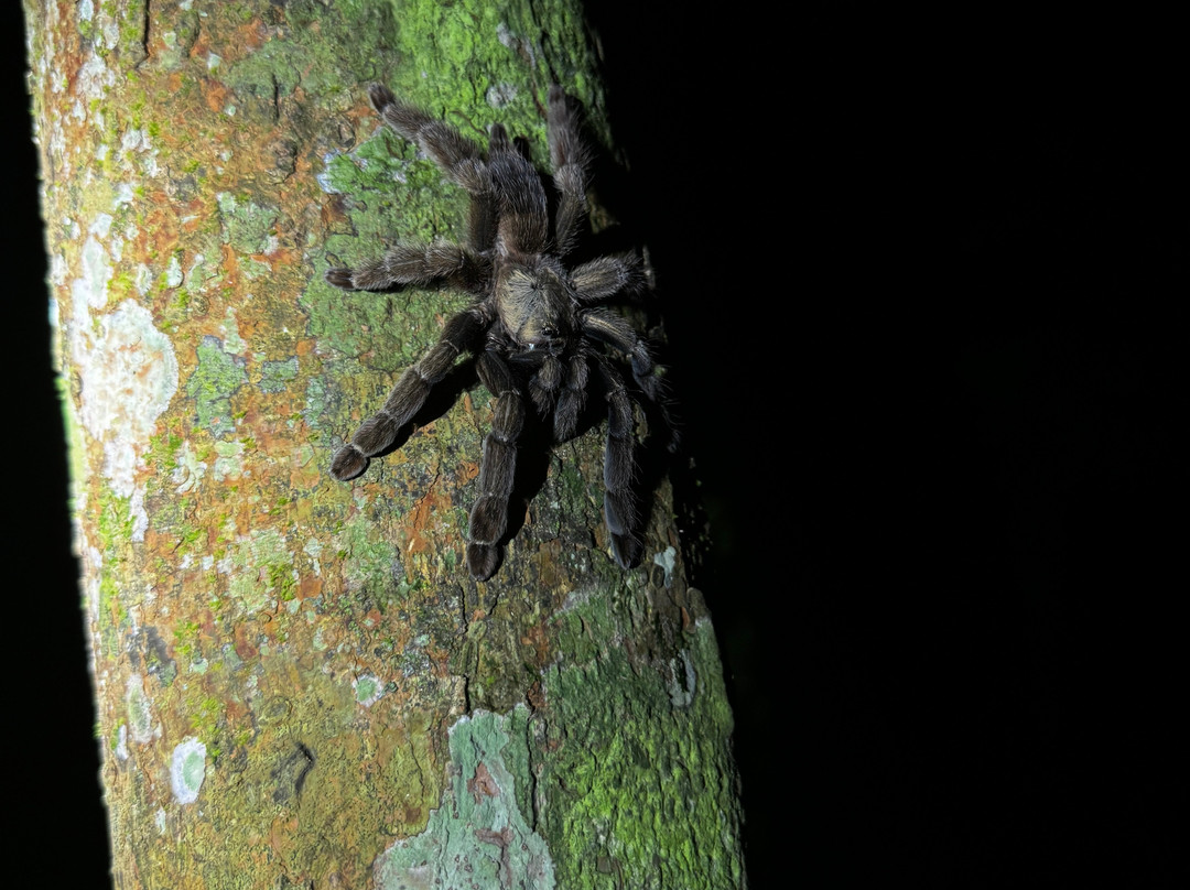 Jungle Night Walk景点图片