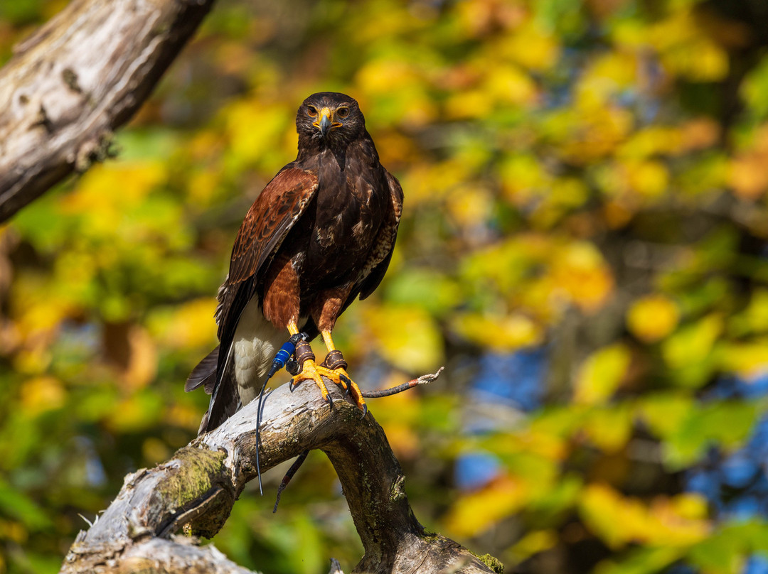 Lake District Falconry景点图片