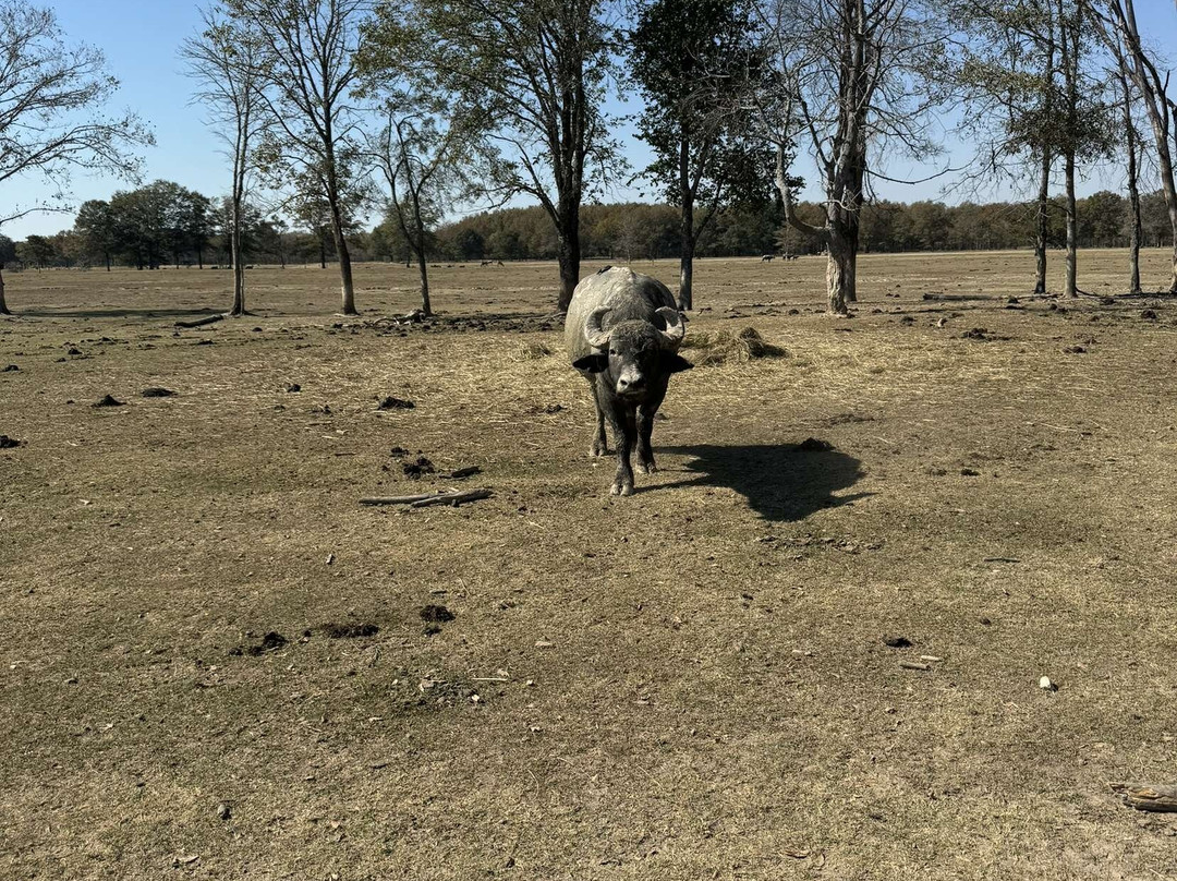 Wild Country Safari Park景点图片