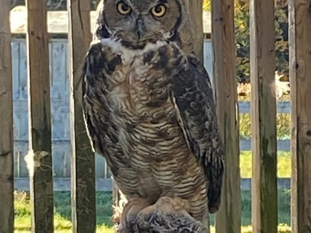 Hawkeye Bird and Animal Control-Erin必去景点