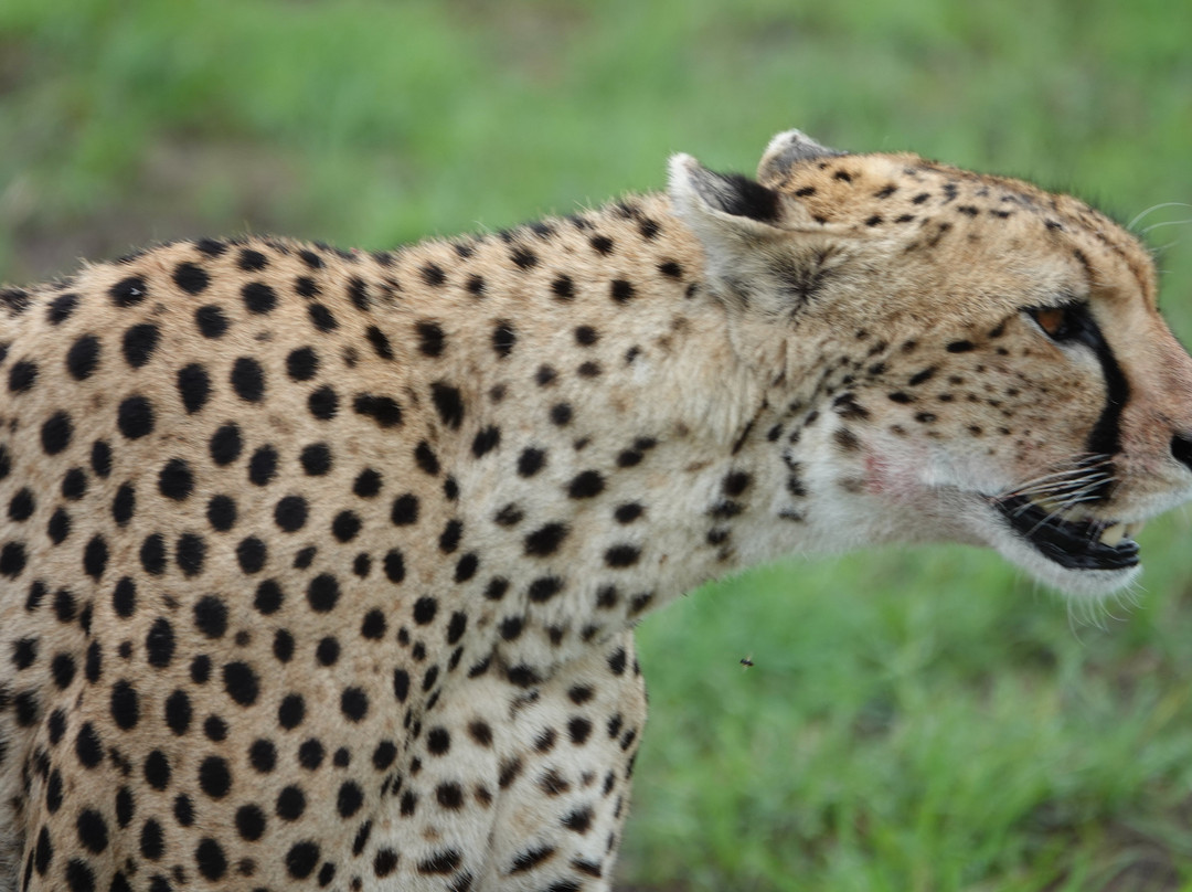 Tan Spirit Safari-阿鲁沙必去景点