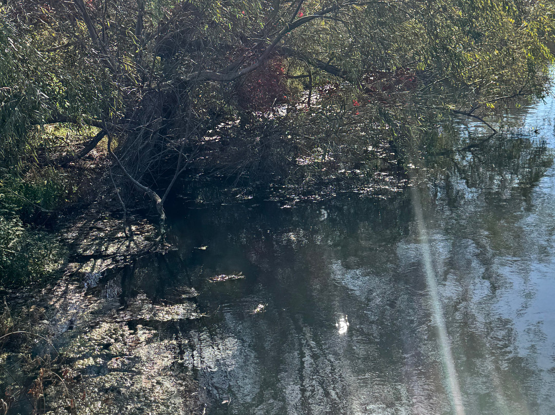 Lake Gerar Tot Lot-里霍博斯比奇必去景点