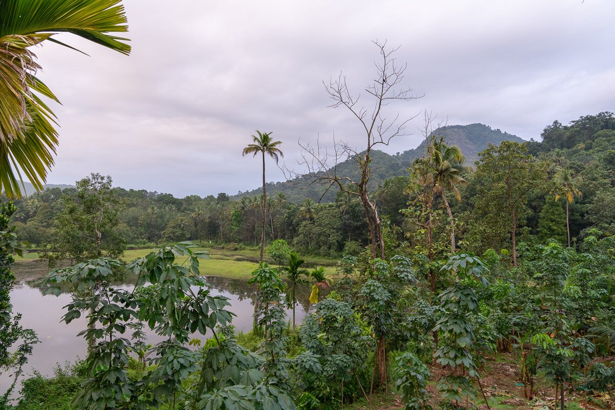 Jungle Bird Homestay-酒店景观