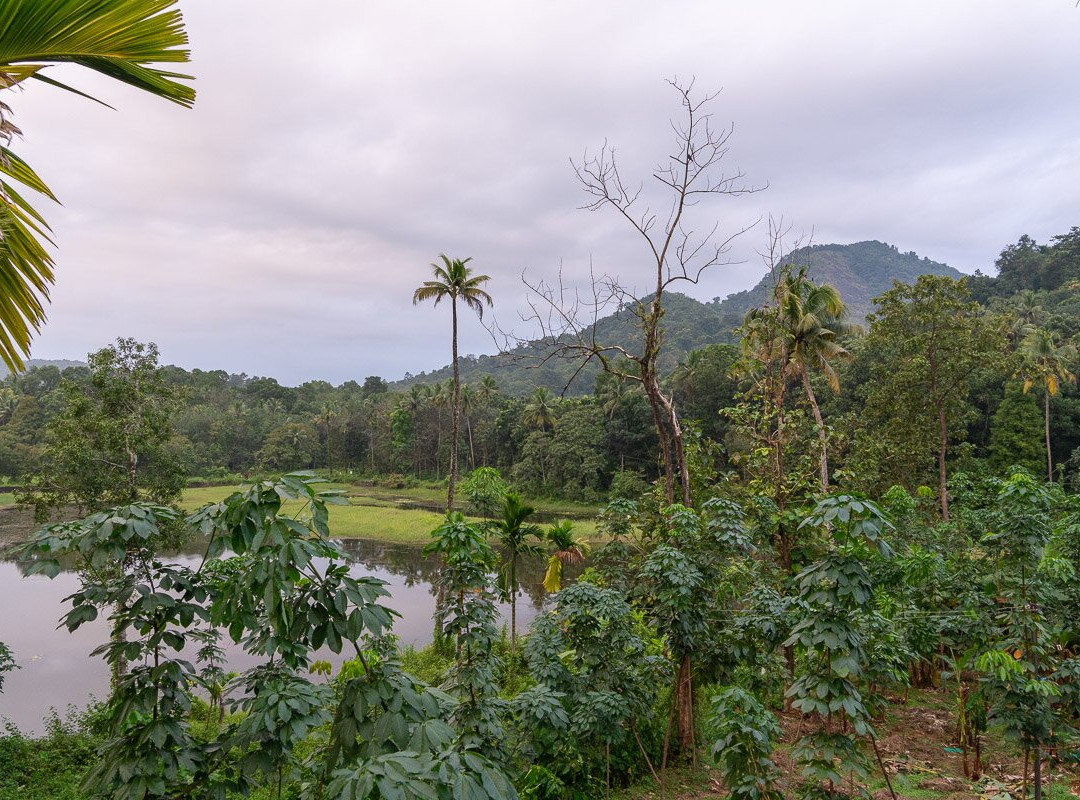 Jungle Bird Homestay主图