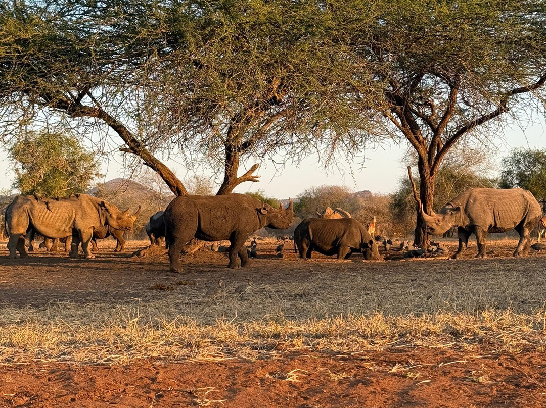 Mkomazi National Park Rhino Sanctuary-Same必去景点