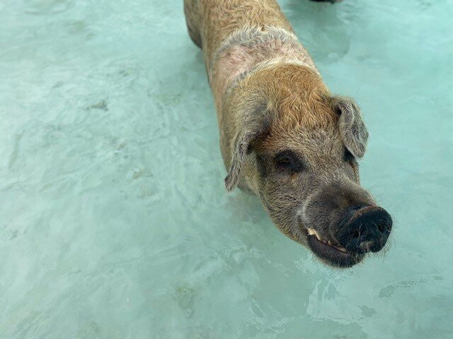 Pig Beach-大埃克苏马必去景点