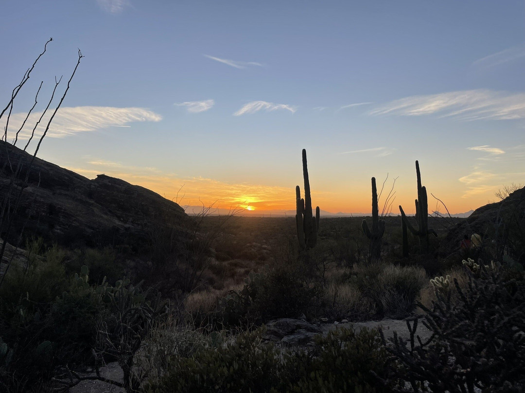 Cactus Forest Drive-图森必去景点