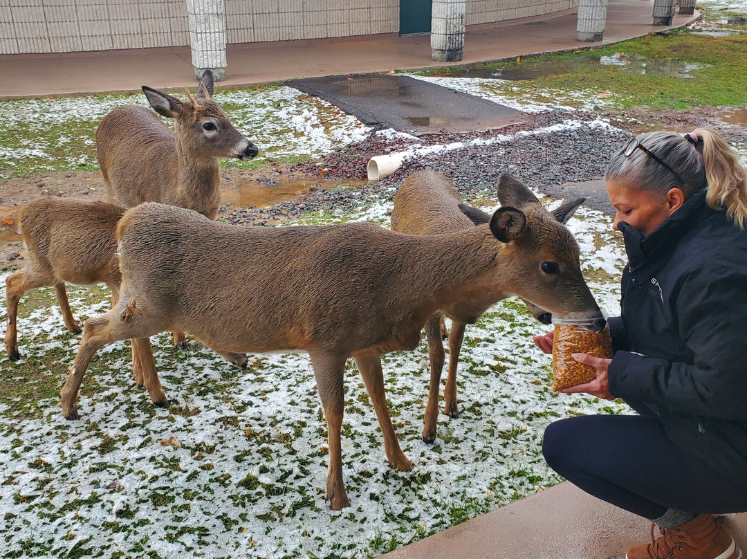 Cove Haven Resort主图