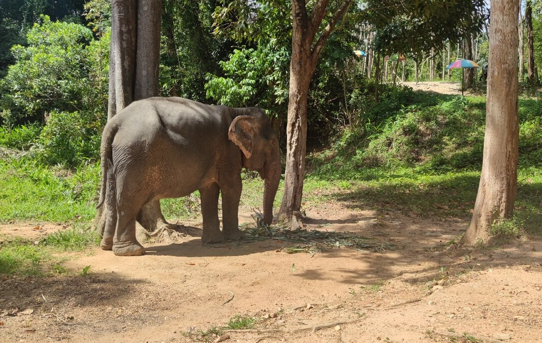 Supaporn Elephant Camp景点图片