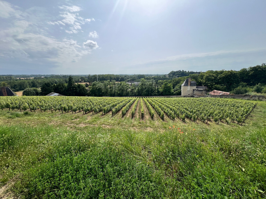 Le Tasting Room Wine - Day Tours景点图片