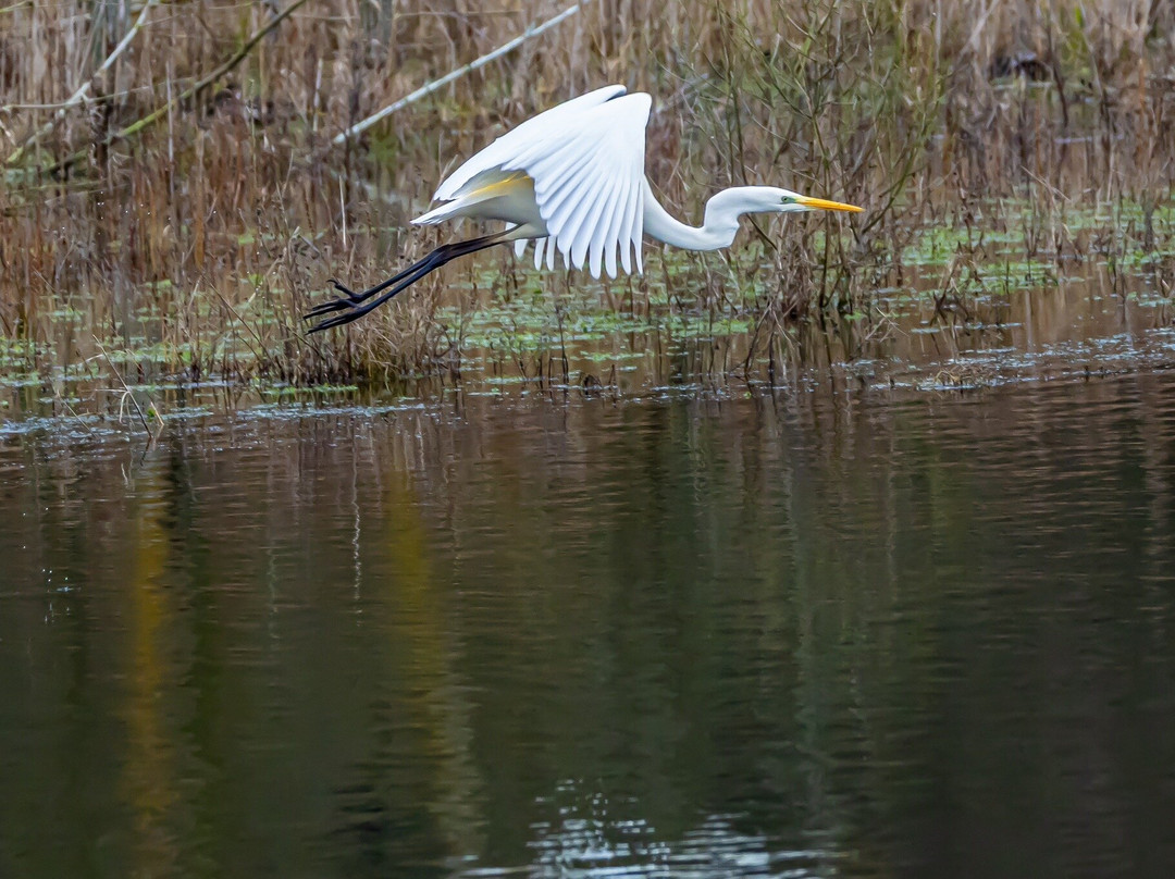 Whisby Nature Park景点图片