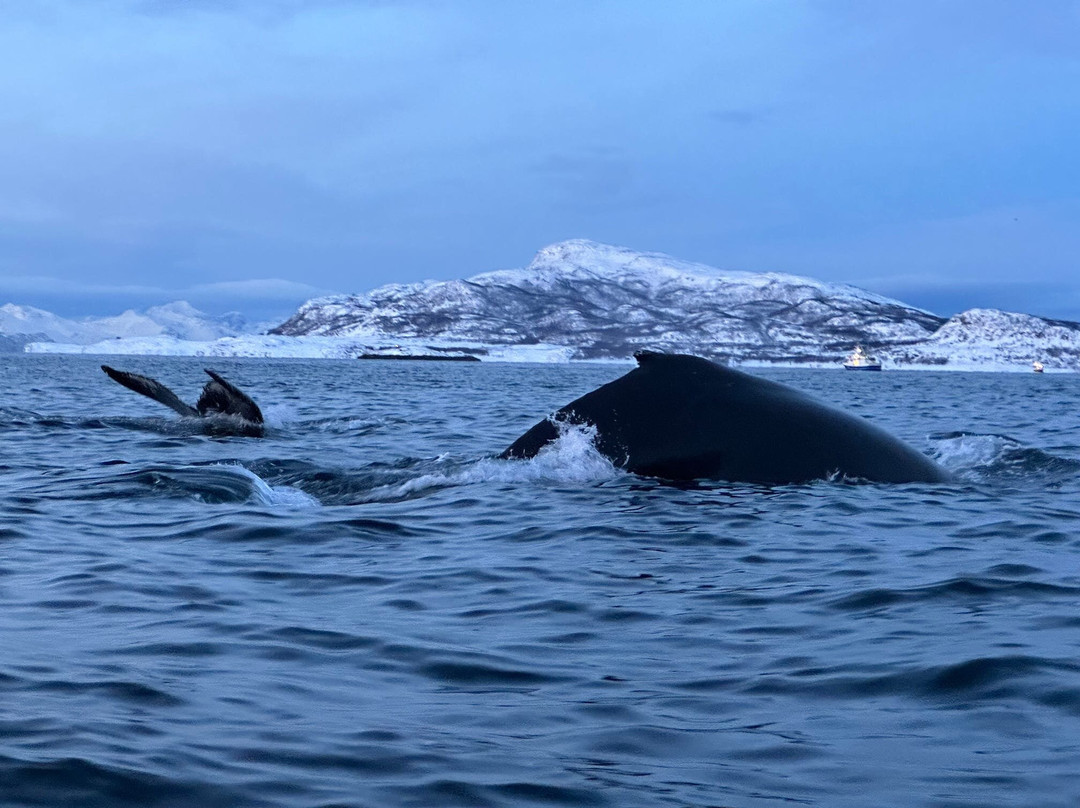 Majestic Whale Encounters景点图片