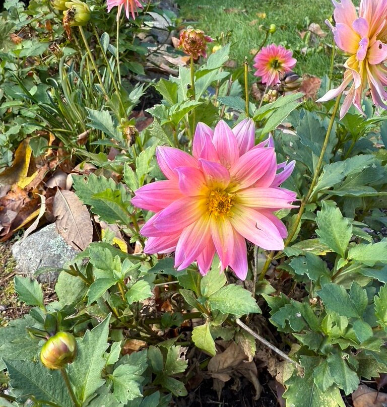 Victorian by the Sea主图