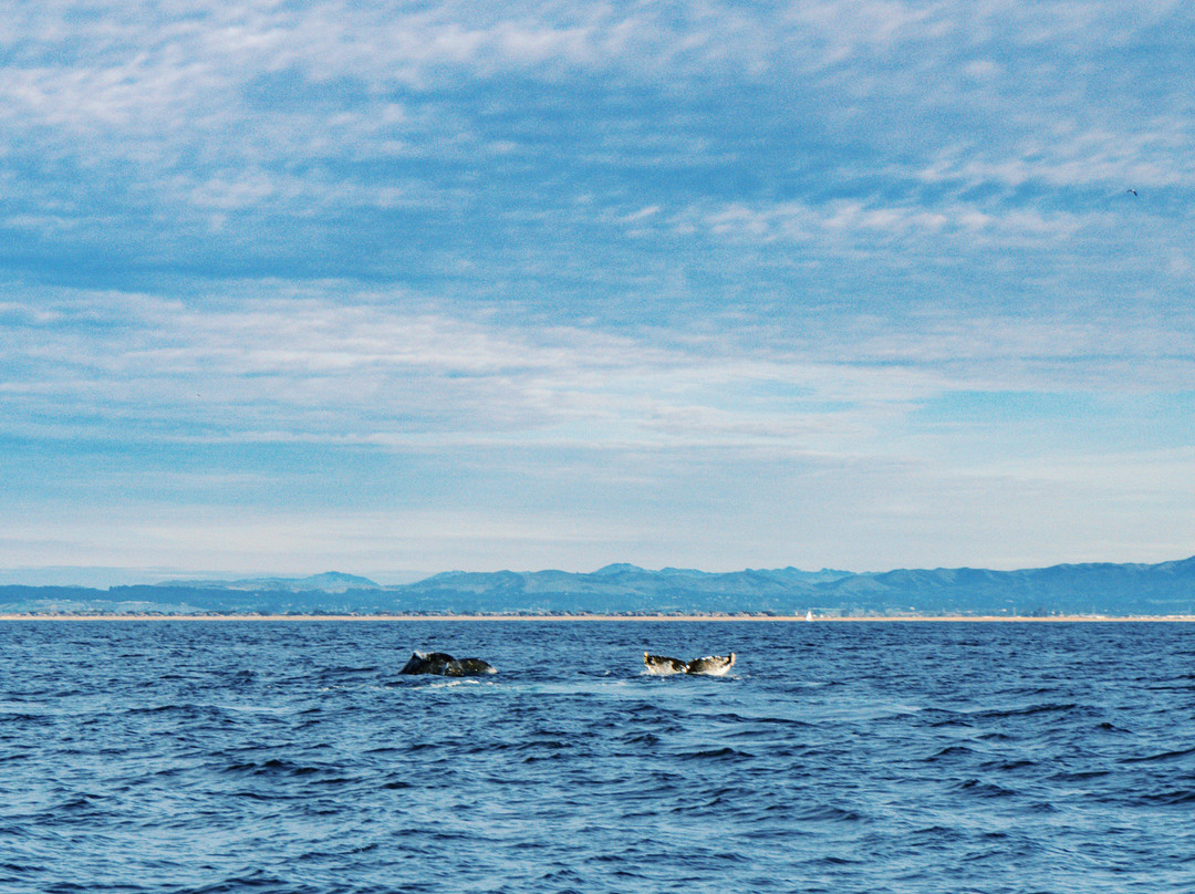 Discovery Whale Watch-蒙特雷必去景点