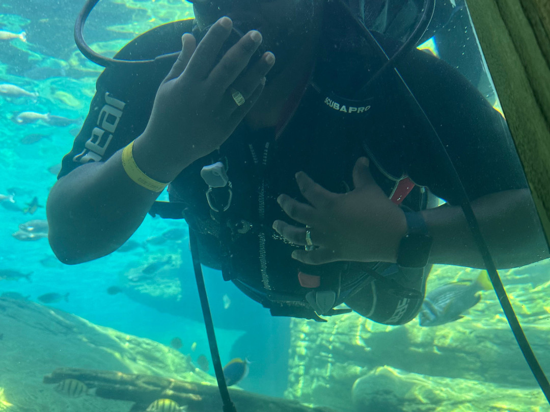 Umhlanga Scuba景点图片