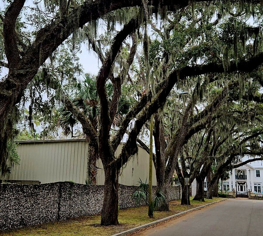 The Old Senator Tree-圣奥古斯丁必去景点