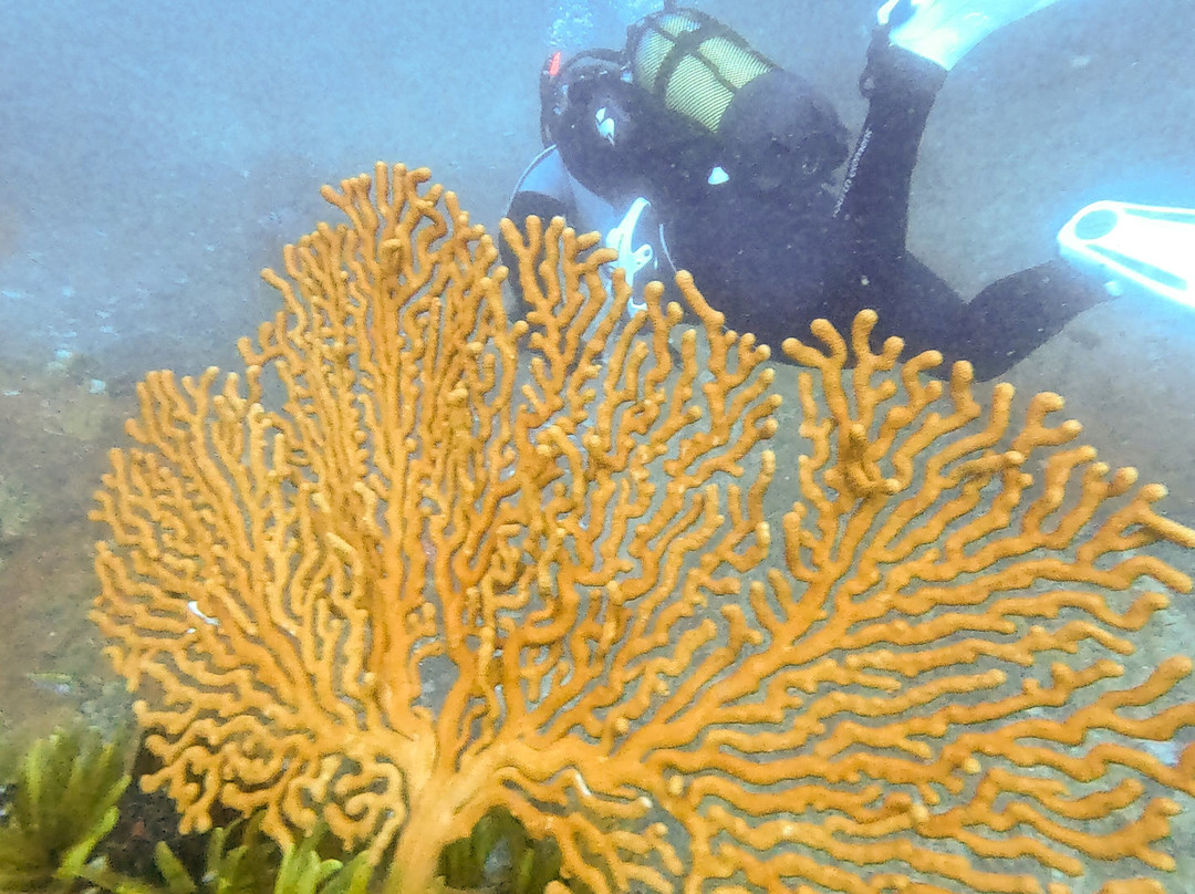 Pisces Divers-西门镇必去景点