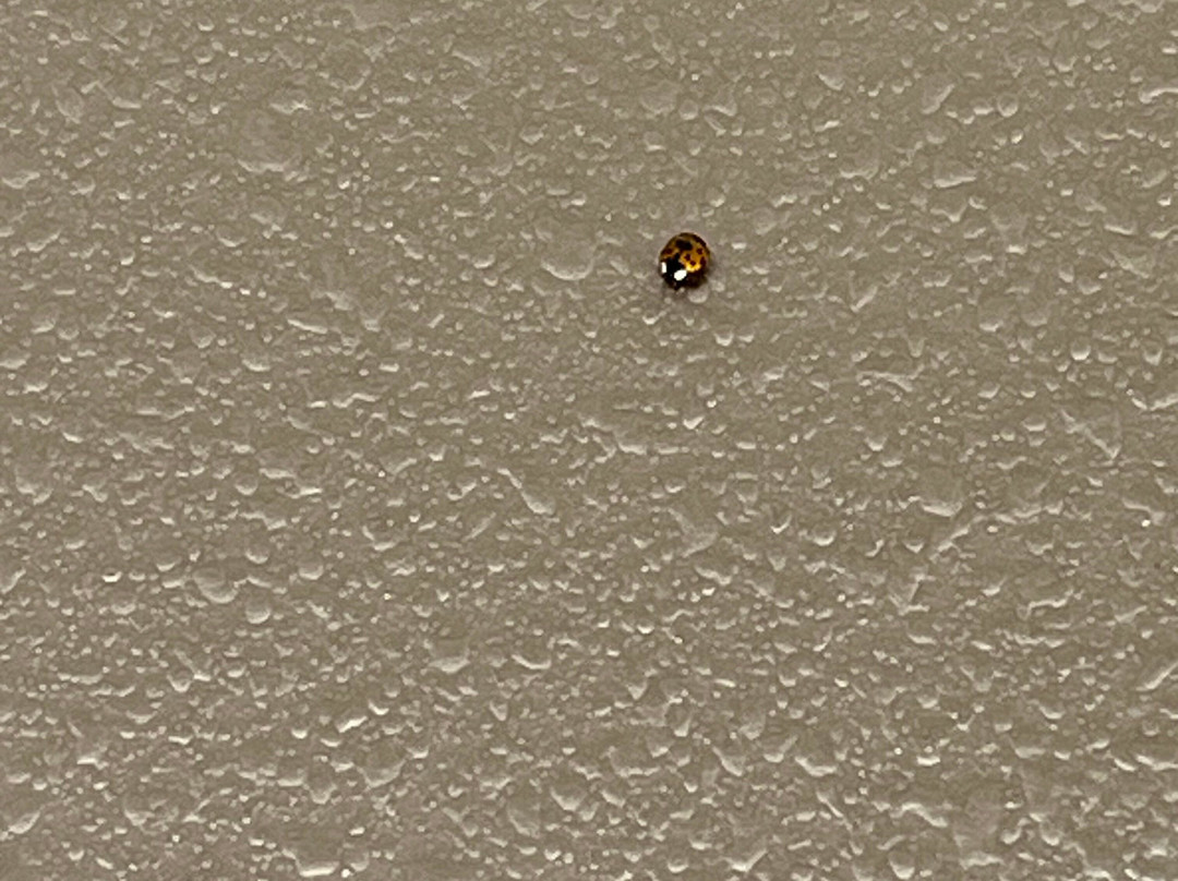 La Quinta Inn & Suites By Wyndham Marshall主图