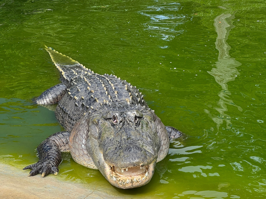 Orange Hill Gator Farm景点图片