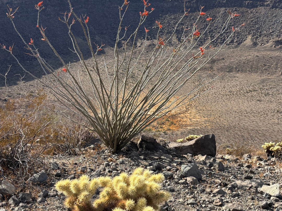 El Pinacate y Gran Desierto de Altar Biosphere Reserve景点图片