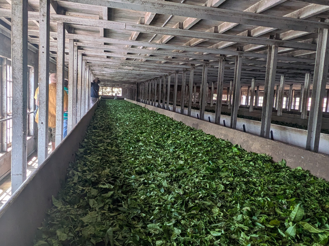 Munnar Info景点图片