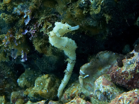 Acapulco Scuba Center-阿卡普尔科必去景点