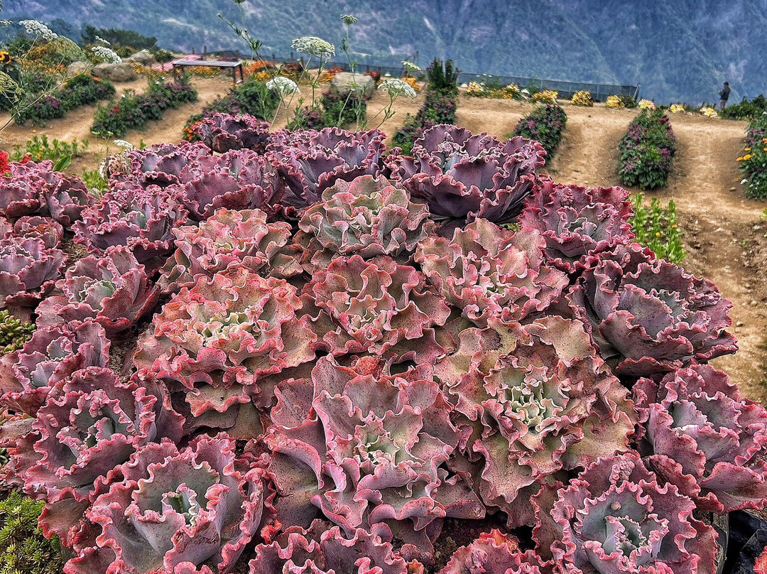 Northern Blossom Flower Farm-Atok必去景点