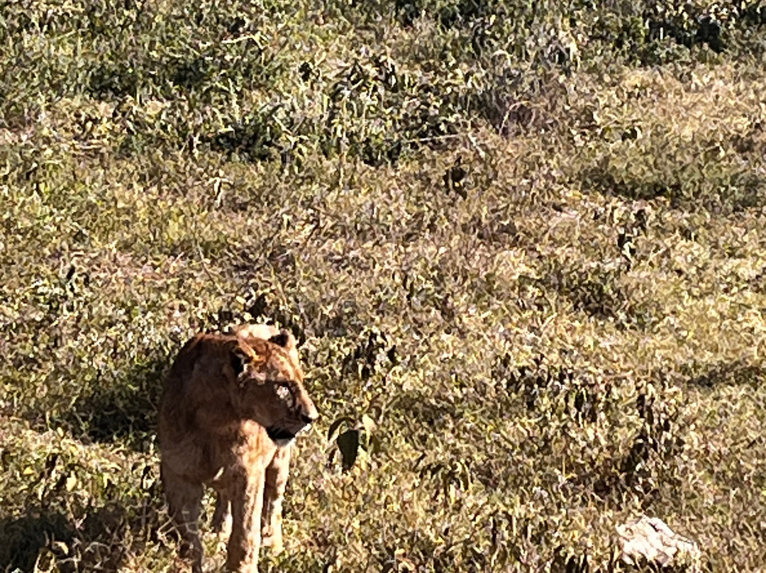 Go-Giraffe Safaris Limited-Dar es Salaam必去景点