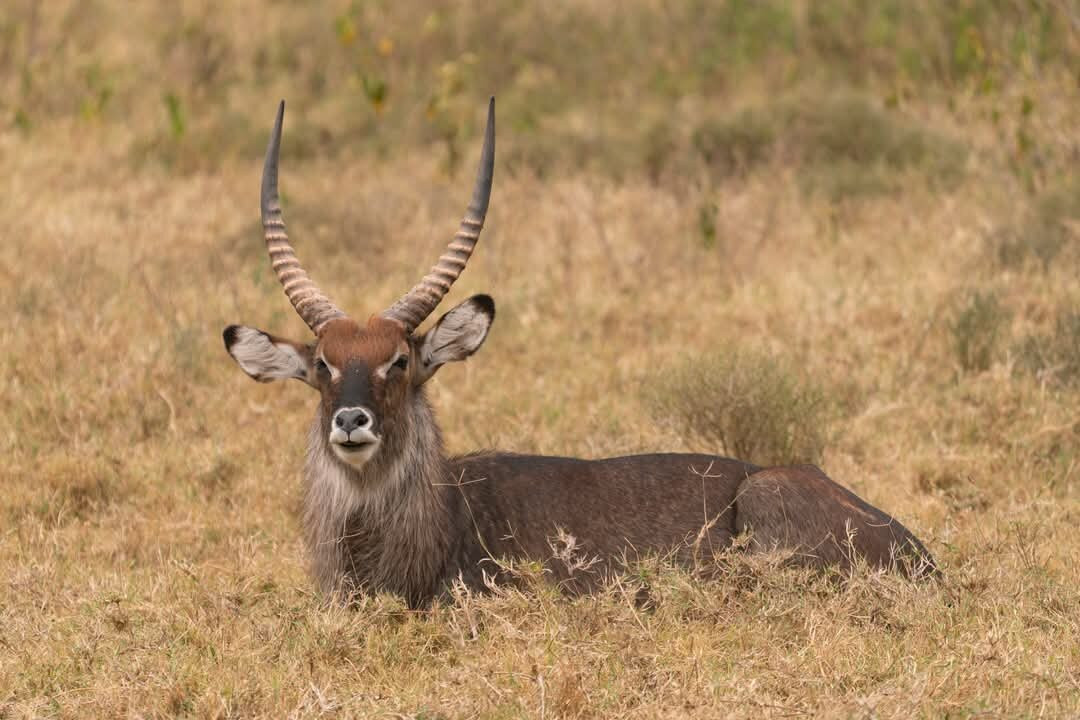 Entice Africa Safaris景点图片