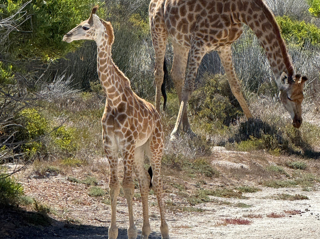 West Coast Private Game Reserve-Yzerfontein必去景点