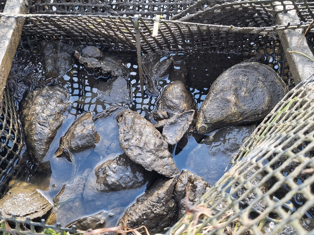 Oyster Bay Tours-科尔斯湾必去景点