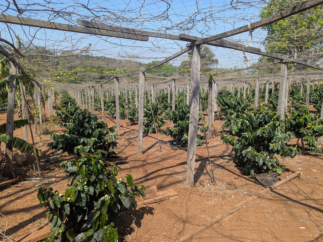 Pida Coffee Farm Lodge