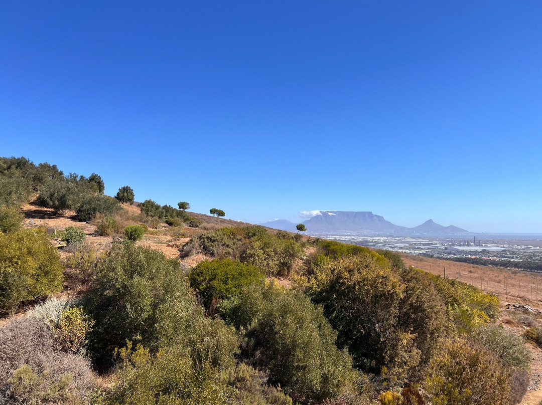 Durbanville Hills Wine景点图片