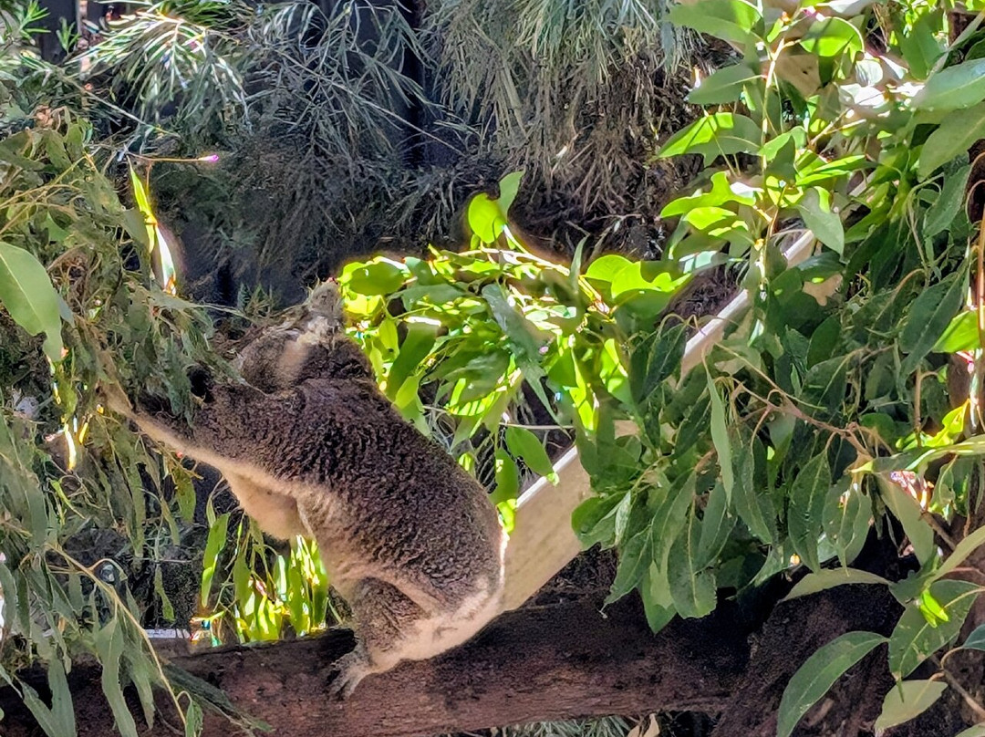 Port Stephens Koala Sanctuary景点图片