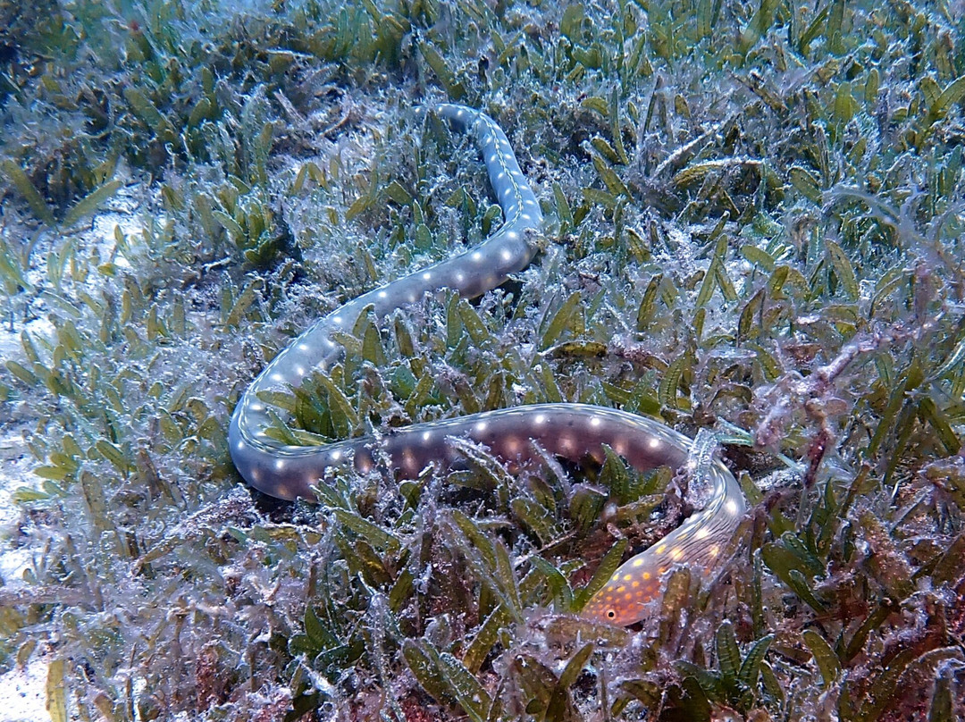 Deep Turtle Plongee-Les Anses d'Arlet必去景点