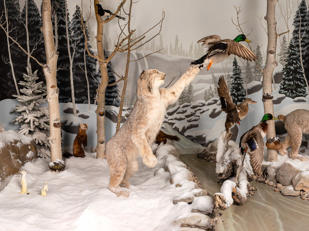 Bryce Wildlife Adventure-布莱斯必去景点