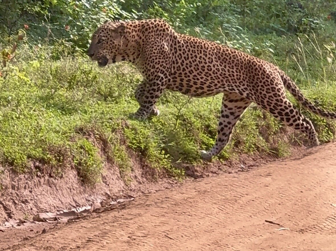 Yala Wild Gate Safari-Yala必去景点