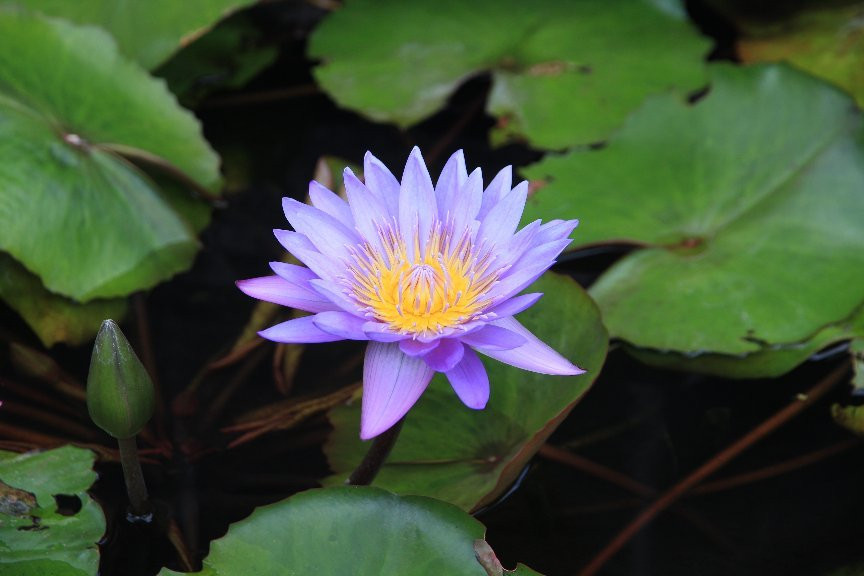 红毛丹精品酒店主图