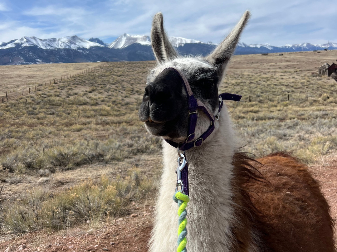 Llama Trekking by Lookin Up Outfitters景点图片