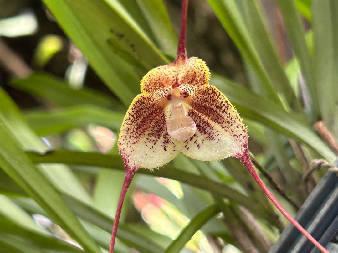 Monteverde Orchid Garden景点图片