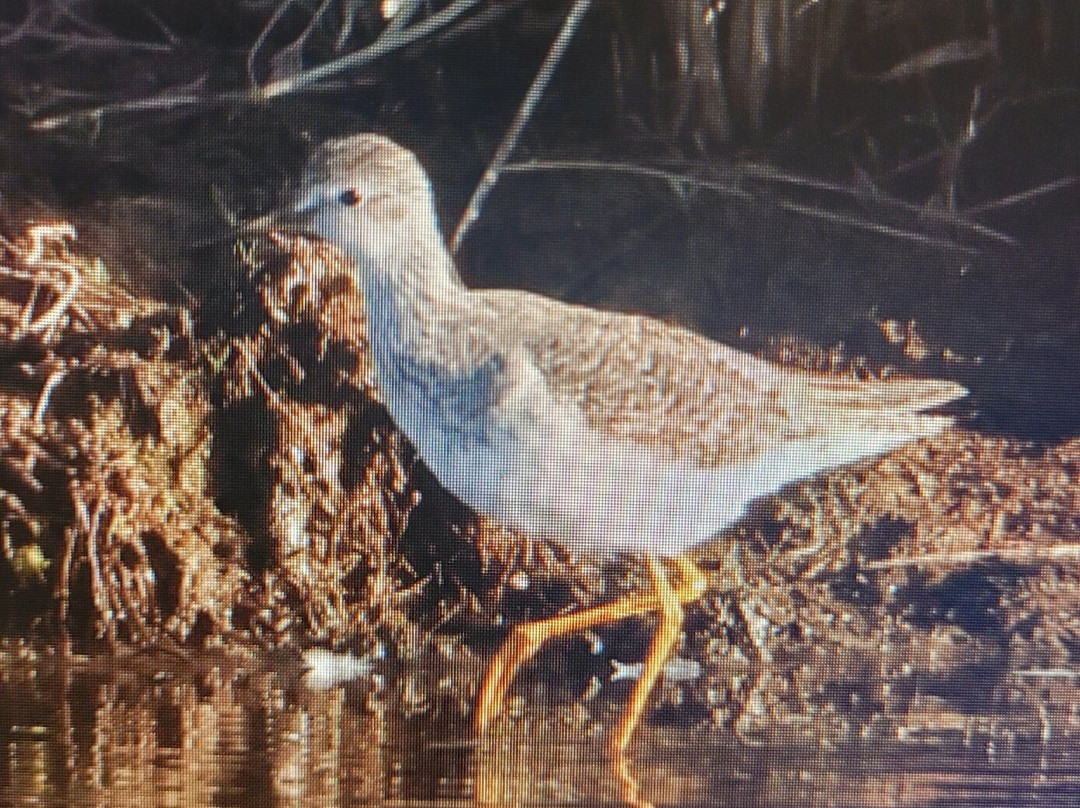 Réserve Naturelle Marais de Séné景点图片