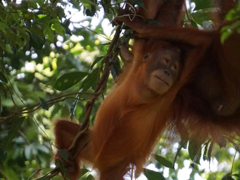 Bukit Lawang - Jungle Trekking-武吉拉旺必去景点